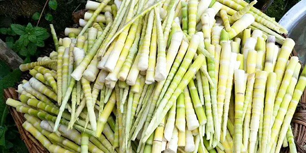 胜游亚洲食品又深入云南山区采购秋季竹笋——罗汉笋原料