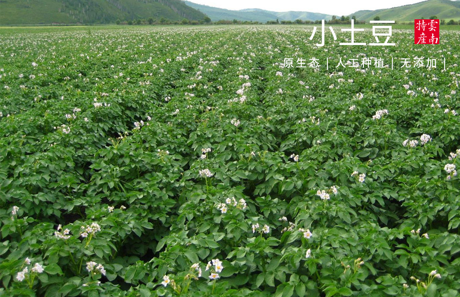 胜游亚洲小土豆休闲食品